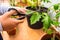 Detail of a woman`s hands pruning a tomato plant with scissors in the urban garden on the terrace of the house