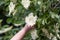 Detail women hand with flower