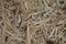 Detail of wood chips on the forrest floor