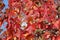 The detail of wood and leaves and fruit of sycamore, Platanus acerifolia