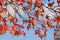 The detail of wood and leaves and fruit of sycamore, Platanus acerifolia