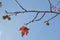 The detail of wood and leaves and fruit of sycamore, Platanus acerifolia