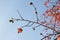 The detail of wood and leaves and fruit of sycamore, Platanus acerifolia