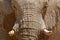 Detail of wrinkled elephant skin. Detail of big elephant with clay mud. Wildlife scene from nature. Art view on nature. Eye close-