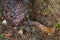 Detail of wrinkled red bark of Arbutus tree at the base of the trunk