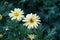 Detail of a yellow astera/daisy type flower with bee in autumn