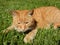 Detail of a yellow caat in grass