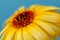 Detail of yellow calendula, flower