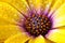 Detail of Yellow Cape Marigold Dimorphotheca spp. flower.sunf