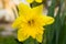 Detail of yellow daffodil flower