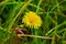 Detail of the yellow dandelion flower.
