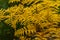 Detail of a yellow fern