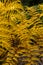 Detail of a yellow fern