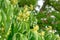 Detail of a yellow flowering horse chestnut