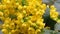 Detail yellow flowering shrubs mahonia - Mahonia aquifolium. Video blossom close up, sharping, zooming, gentle flow of