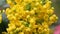 Detail yellow flowering shrubs mahonia - Mahonia aquifolium. Video blossom close up, sharping, zooming, gentle flow of