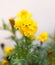 detail of yellow flowers