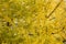 Detail of a yellow gingko tree
