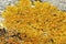 Detail of yellow lichen on tree trunk