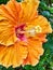 Detail of Yellow and Orange Hibiscus Flower in Garden