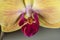 Detail of yellow Orchid flower,