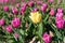 Detail yellow tulip in pink field