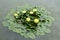 Detail of yellow Water lily with green leaves on a lake