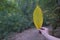 Detail of yellowish leaf held by a hand in the foreground, with a path in the background. Autumn concept, nature, plants,