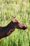 Detail of Yellowstone moose on the pasture,USA