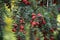 Detail of yew tree with little red berry