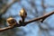 Detail of young fresh spring buds of pear tree, latin name Pyrus