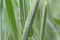 Detail of the young green Rye Spike in Nature