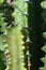 Detail of young and older adult arms of cactus Euphorbia trigona, also called African Milk Tree