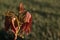 Detail of young red coloured spring leaves on tip of a tree sunbathing in late afternoon sunshine, golden hour.