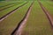 Detail of a young spinach field