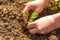 Detail on young woman hands, planting green seedling small plant