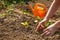 Detail on young woman hands planting small seedling into ground