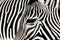 Detail zebra with the background of other zebra