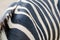 Detail of zebra stripes