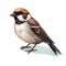 Detailed 2d Illustration Of A Cute Sparrow On White Background