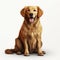 Detailed 3d Illustration Of Golden Retriever Dog On White Background