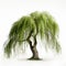 Detailed 3d Illustration Of Willow Tree On White Background