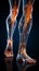 Detailed 3D medical figure, spotlighting knee and ankle bones of male physiology