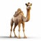 Detailed 3d Pixar Camel On White Background