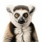 Detailed 8k Flat Drawing Of Lemur In Front View