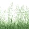 Detailed Abstract Summer Meadow Grass Background Isolated Detailed Macro Closeup