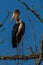 Detailed Adjutant Stork Portrait