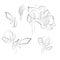 Detailed Amaryllis Line Drawing Collection on White