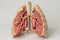 Detailed Anatomical Model of Human Lungs with Trachea and Bronchi on a Neutral Background