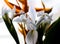 Detailed artistic macro closeup inflorescence of gorgeous blooming white Iris flower and stem.